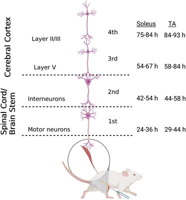 Hindlimb muscle representations in mouse motor cortex defined by viral tracing